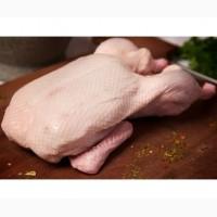 Продам утиное мясо
