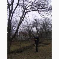 Обрезка плодовых деревьев