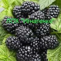Опт и розница саженцев ежевики от частного питомника ЛПХ Игнатенко