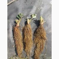 Фриго рассада клубники Сан Андреас А