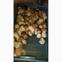 Приймаємо закази на заготівлю гриба білого в великих об#039;ємах