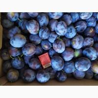 Продам сливу Стенлей, Ренклод, Калифорния блу, Ода, Ненька, Киргыска