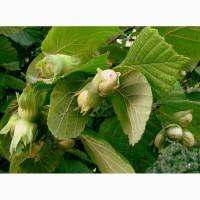 Саджанці фундука сорту Барселона