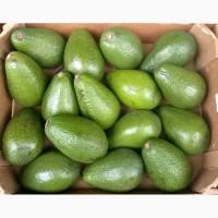 Продам авокадо из Испании оптом