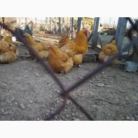 Продам яйці курячі. Порода Орпінгтон золотистий, Конхінхін білий