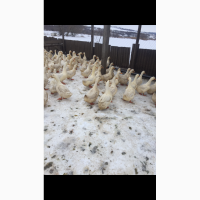 Продам утят