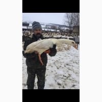 Продам утят