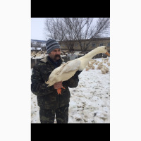 Продам утят