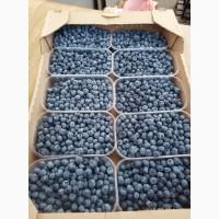 Продам Свежую Голубику отличного качество