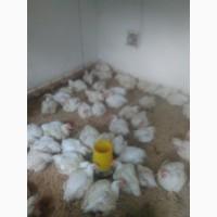 Продам домашних бройлеров живым весом