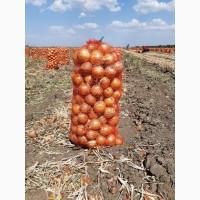 Продам Лук с поля сорт Медуза