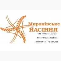 Продам гречиху сорт Сумчанка, 1 репродукция