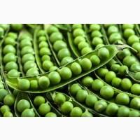 Продам молодой горох сорт Оскар