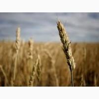 Закупаем Ячмень, оптом согласно ДСТУ