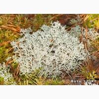 Мох ягель сушений (скандинавський) куплю