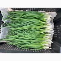 Продажа зеленого лука (лук перо)