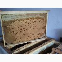 Продам пчелосемьи, пчелопакеты