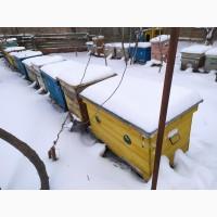 Продам пчелосемьи