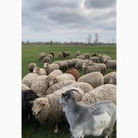 Продам бараны, ягнята