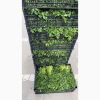 Продам петрушку