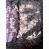 Продам чеснок зимний Любаша