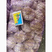 Продам чеснок зимний Любаша