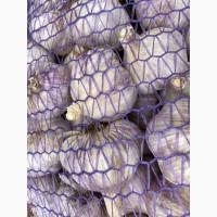 Продам чеснок зимний Любаша