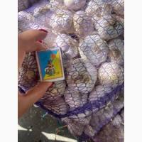 Продам чеснок зимний Любаша