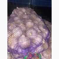 Продам чеснок зимний Любаша