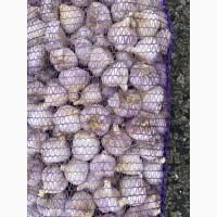 Продам чеснок зимний Любаша