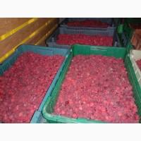 Куплю малину оптом