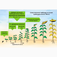 Карат- посівний матеріал бюджетного, високоврожайного гібриду соняшника, Україна