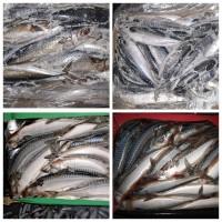 Риба, морепродукти ОПТОМ