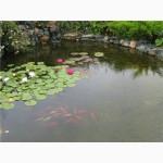 Карпы кои цена, аквариум, рыбки пруд, малек карп кои, карп кои оптом, ферма карп кои, зоомагазин