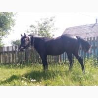 Продам кобилу 4 роки