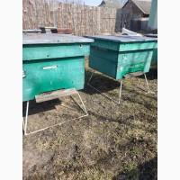 Продам бджолопакети або бджолосім#039;ї, Українська степова