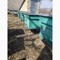 Продам бджолопакети або бджолосім#039;ї, Українська степова