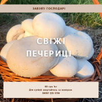 Продам шампіньйони оптом