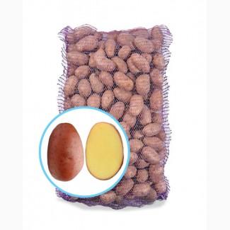 Реалізуємо насіннєву картоплю сорту Ред Леді, першої репродукції. Роздріб від 20 кг