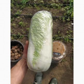 Продам пекінську капусту сорт Маноко F1