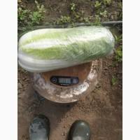 Продам пекінську капусту сорт Маноко F1