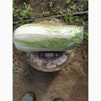 Продам пекінську капусту сорт Маноко F1