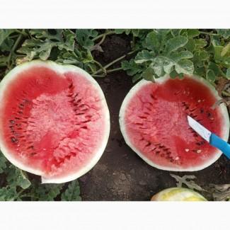 Продам кавун Талісман (второкат)