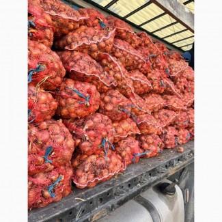 Продам цибулю Щтутгарт на перо