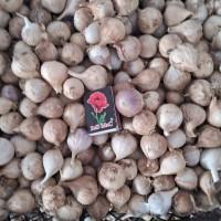 Продаю однозубку часнику сорт Любаша