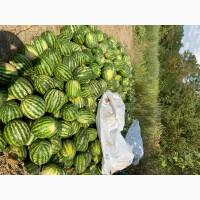 Продаємо смачний кавун з поля