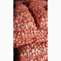 Продам цибулю «Штутгарт» для вигонки зеленого пера