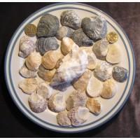 Черноморская ракушка на подкорм птицы. Больше яиц, мяса, экономия кормов