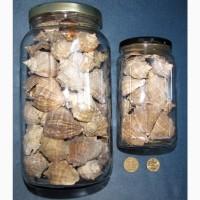 Черноморская ракушка на подкорм птицы. Больше яиц, мяса, экономия кормов