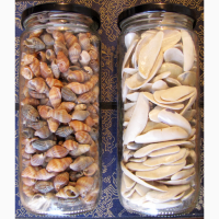 Черноморская ракушка на подкорм птицы. Больше яиц, мяса, экономия кормов